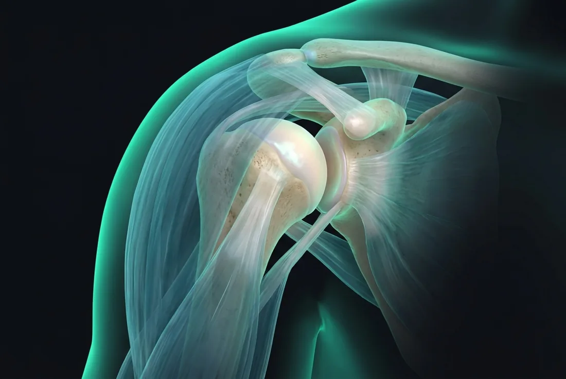 Shoulder joint anatomy render — joint preservation